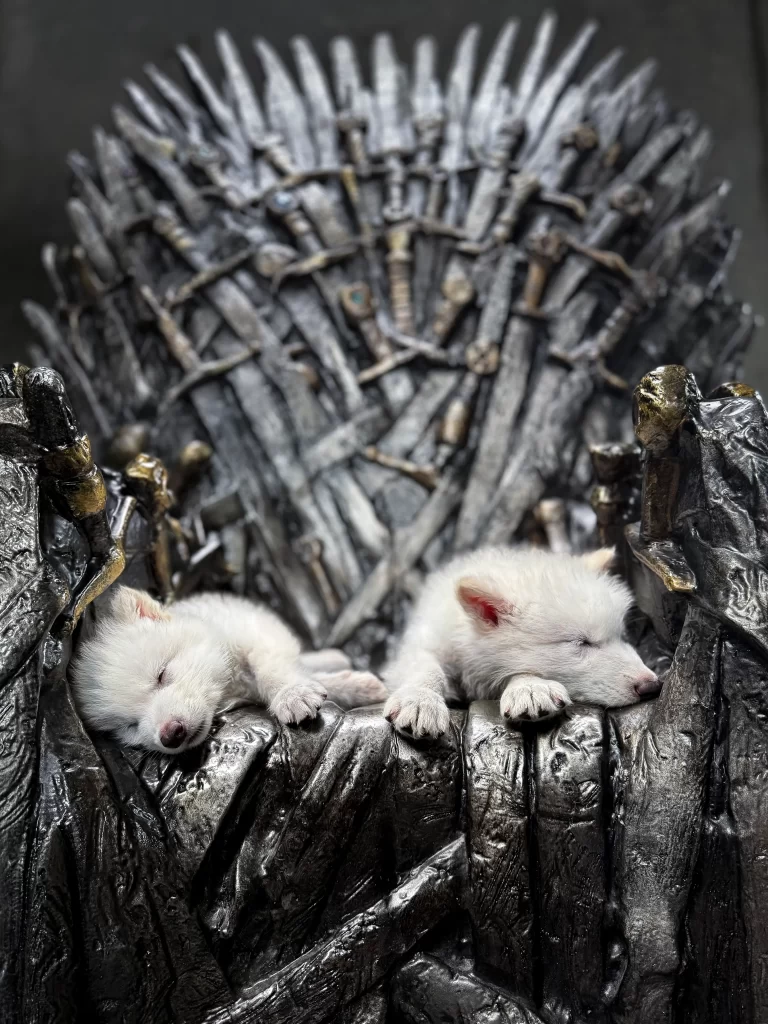 Colossal Biosciences Traz Lobo-Terrível de Volta à Vida, Realizando Fantasia dos Fãs de Game of Thrones